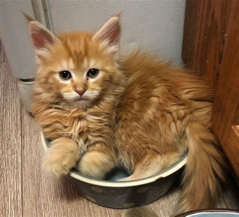 It’s the largest domestic cat breed, and it’s the state cat of Maine. . Maine coon kittens for sale orange county
